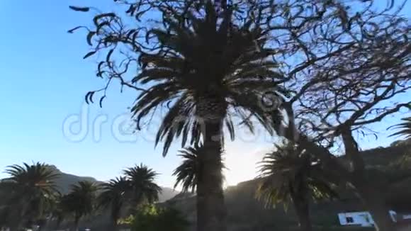 太阳下的棕榈枝在棕榈树间的阳光岛上休息旅行团从旅行中获得好心情的概念视频的预览图