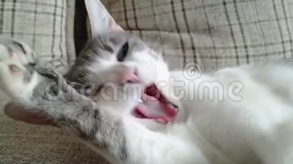 斑纹斑猫躺在沙发上打哈欠视频的预览图