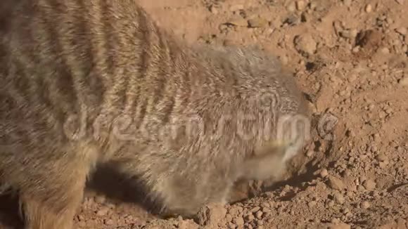 猫鼬在挖掘泥土的本能视频的预览图