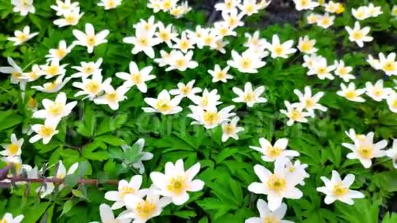 在植物园的轻风上特写白葵春天的第一朵花之一柔和的焦点视频的预览图