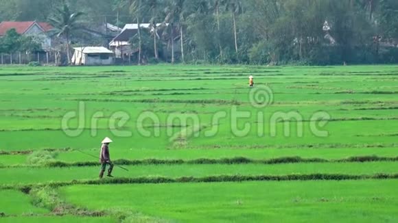 一对农民在绿色稻田里干活视频的预览图