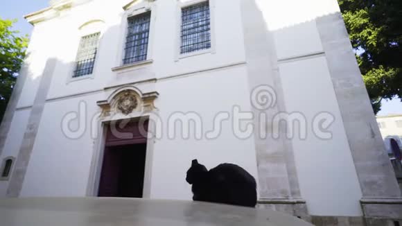 黑猫坐在老楼附近视频的预览图