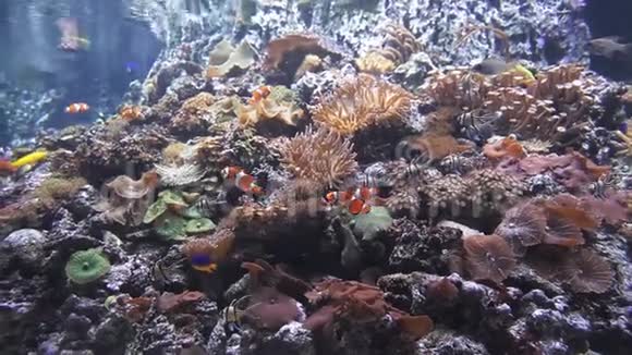 奇异的鲜橙鱼在水下游泳视频的预览图