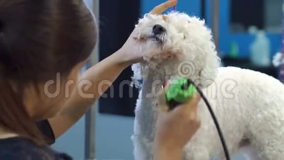 一个女人用电动剪发器修剪一只狗BichonFrise视频的预览图