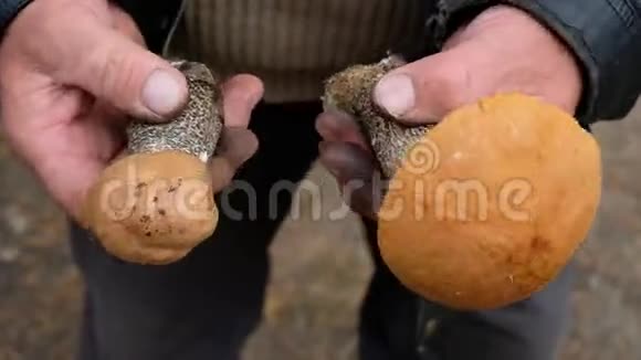 男人把红发蘑菇放进桶里天然营养生态清洁手中的蘑菇特写视频的预览图