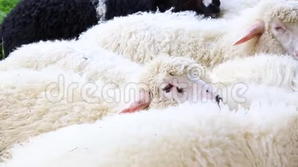 一个晴朗的日子可爱的绒毛羊在草地上放牧在外站或牧场的大批羊群或羊群视频的预览图
