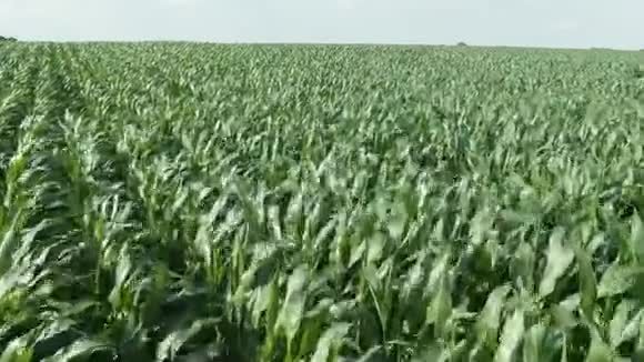 在夏日的阳光下飞过年轻的绿色玉米作物的田野空中观景视频的预览图