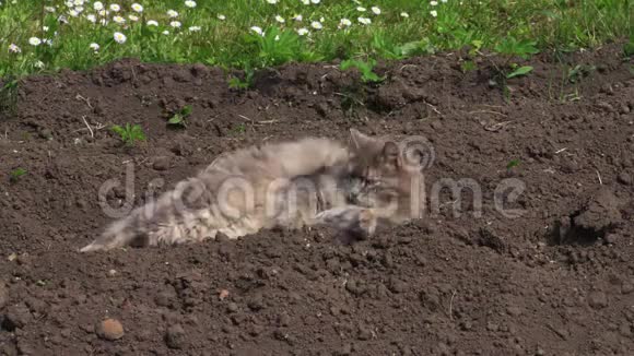 猫在户外在土壤上放松视频的预览图