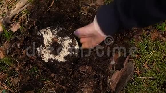 人在森林里采蘑菇蘑菇蘑菇天然营养生态清洁视频的预览图