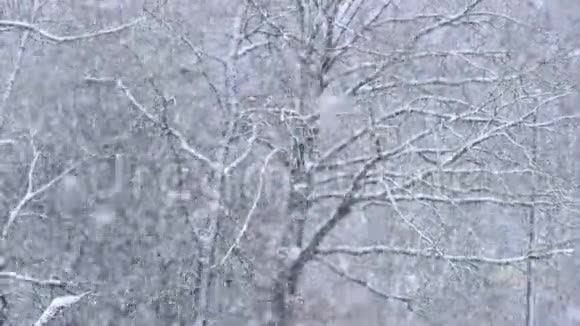 冬季森林降雪视频的预览图