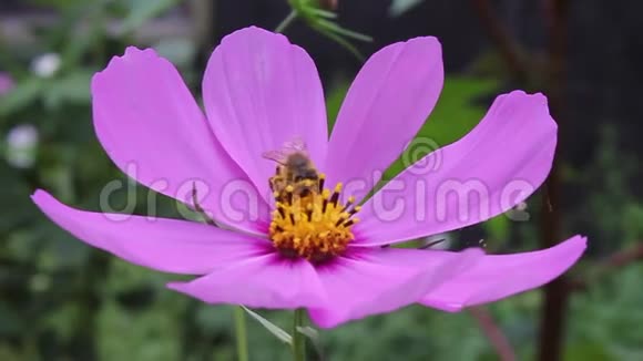 蜜蜂小心翼翼地从花中采集花蜜视频的预览图