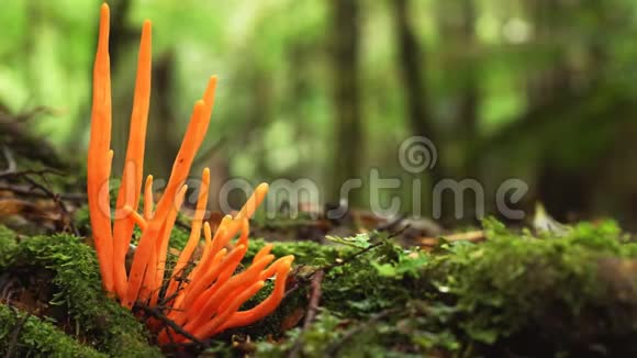 澳大利亚塔斯马尼亚塔金雨林生长的橙色真菌视频的预览图