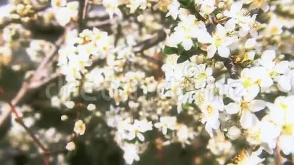 春天的树花视频的预览图