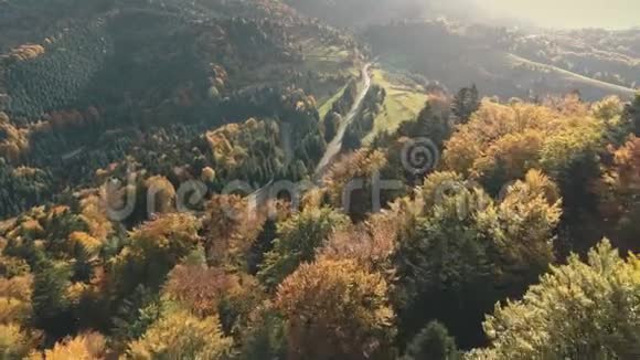 茂密的森林中有一条奇妙的灰色道路有树影视频的预览图