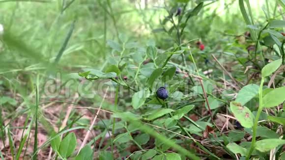 在森林里采摘蓝莓视频的预览图