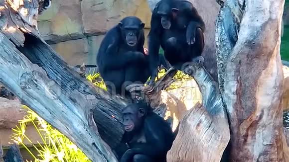 一群黑猩猩在树上休息黑猩猩雌性追逐观察者视频的预览图