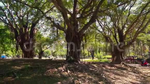 现代公园的中国榕树视频的预览图