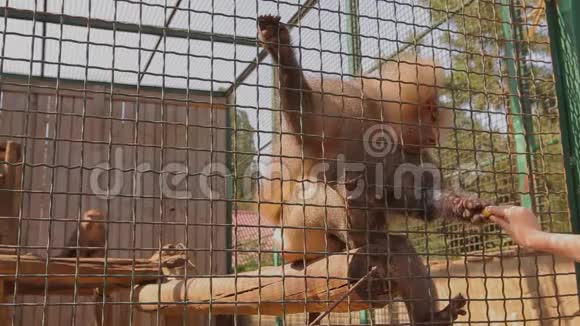 一只日本猕猴从一个人手取食物一只可爱的日本猕猴一只笼子里的日本猕猴视频的预览图