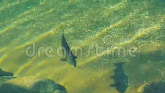 巨大的鳟鱼在新西兰河上游来游去寻找食物视频的预览图