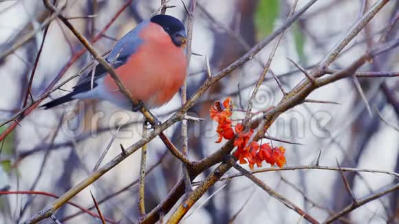 鸟雄性欧亚大牛翅坐在树枝上吃红山灰的浆果视频的预览图