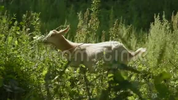一群山羊在林区放牧在街上吃树叶和草的牲畜视频的预览图