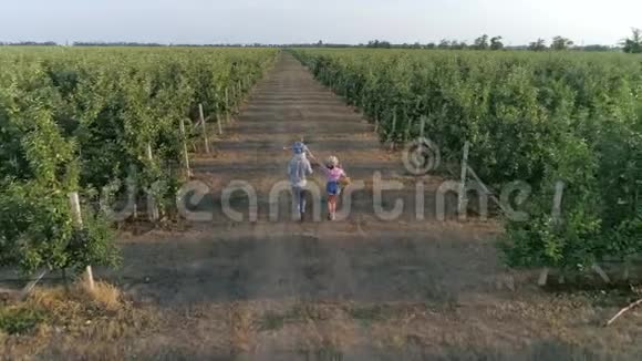 农业综合企业快乐的父母和蹒跚学步的孩子牵着手沿着苹果花园在两排之间奔跑视频的预览图