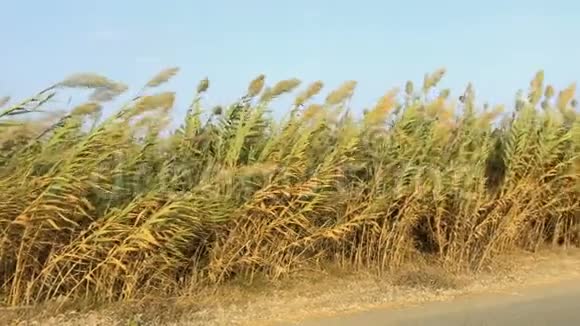 农村公路附近的芦苇视频的预览图