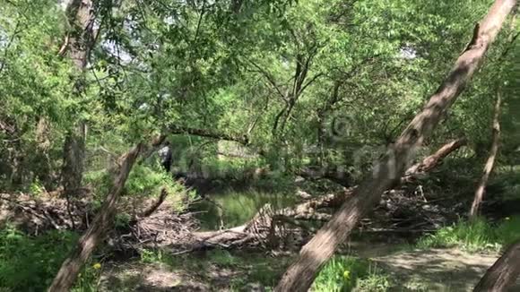 脏兮兮的公园里的脏河春天树木上的嫩叶视频的预览图