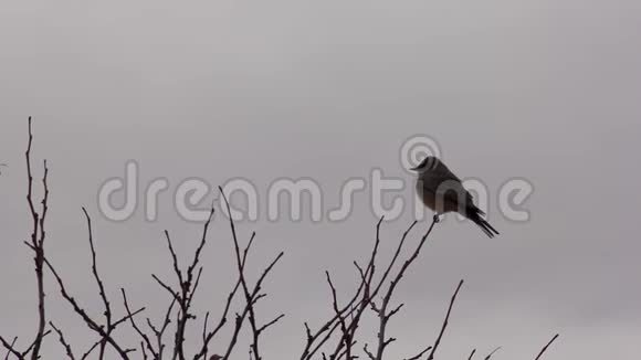 鸟儿坐在树枝上视频的预览图