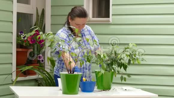 一位妇女正在给一种新移植的室内植物浇水视频的预览图