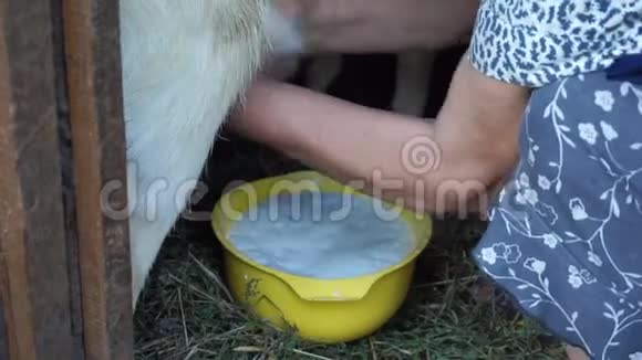 在谷仓里挤奶的山羊成熟的女人把牛奶收集黄色的满碗山羊在家庭的小农场和视频的预览图