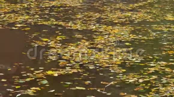 落叶在水上视频的预览图