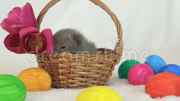小缅甸小猫在复活节彩蛋的柳条篮子里视频的预览图