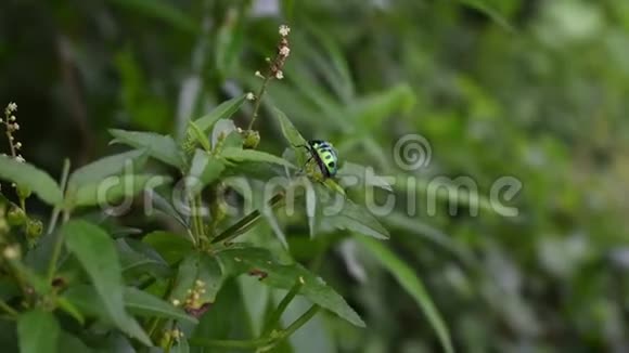 菊花的近景侧面也被称为死荨麻叶甲虫坐在花园的绿色植物视频的预览图
