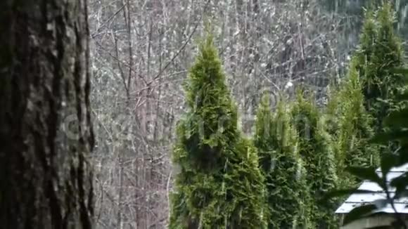 冬天的白天雪轻轻飘落的树木视频的预览图