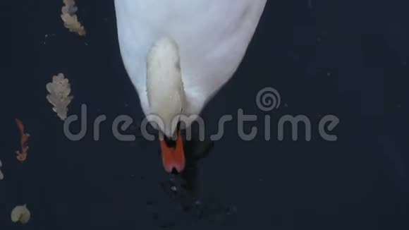 白天鹅在池塘上特写视频的预览图