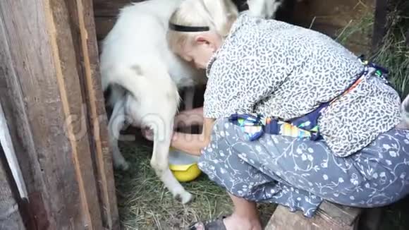 成熟的女人在谷仓里挤奶把牛奶放进黄色的碗里在家里的小农场里和山羊说话视频的预览图