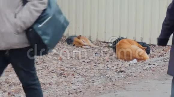 冬天一群流浪狗睡在散落的草坪上在城里度假的流浪动物人们在人行道上经过视频的预览图