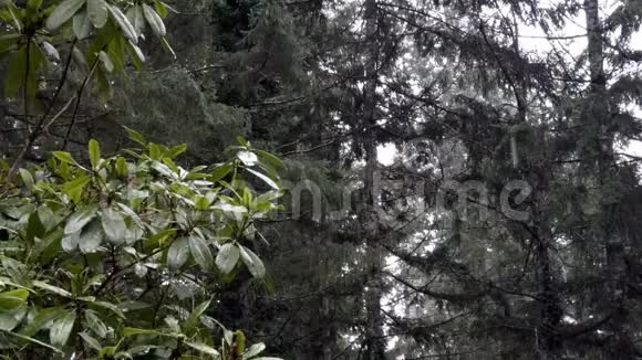 雪落在森林后面杜鹃坐在屏幕的右边视频的预览图