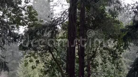冬天满是雪的马德兰树视频的预览图