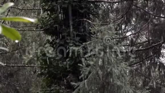 绿林背景雪轻声飘落视频的预览图