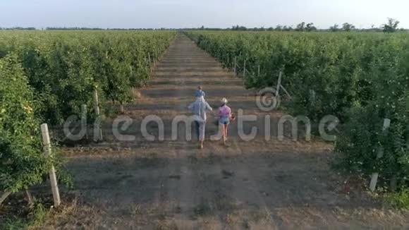 年轻的农民爸爸妈妈带着一个小儿子在收割的时候在苹果园里一排排地走着视频的预览图