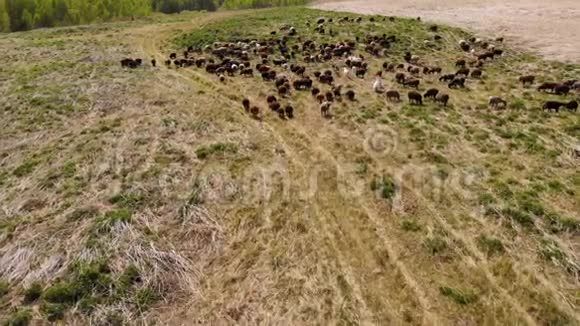 成群的羊在一片荒野的草地上觅食空中景观视频的预览图