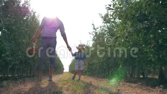 一家人在苹果花园里父亲和儿子戴着草帽在一排排的树之间行走一篮子水果在树上视频的预览图
