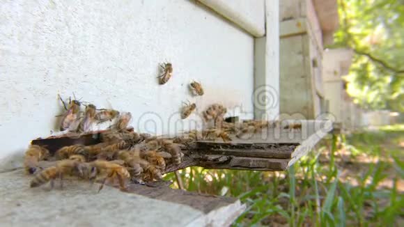 蜜蜂在巢里飞来飞去蜜蜂农业视频的预览图