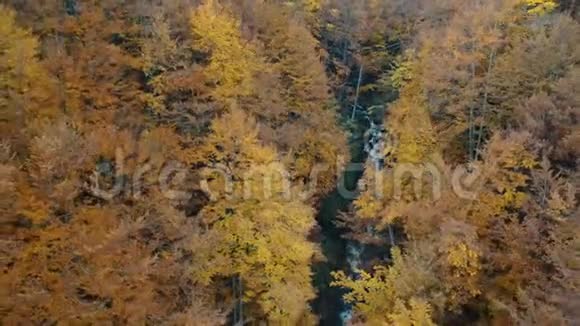 一条被森林橘子树包围的泡沫山河视频的预览图