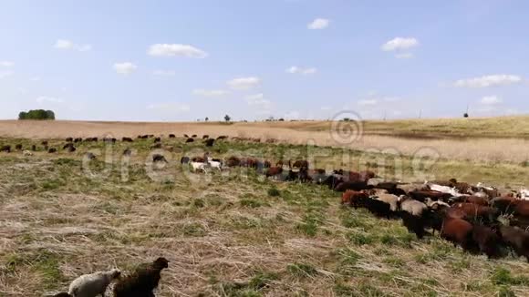 成群的羊在一片荒野的草地上觅食空中景观视频的预览图
