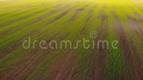 有小麦芽的田野春天空中景观视频的预览图