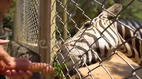 妈妈和女儿在动物园喂斑马视频的预览图