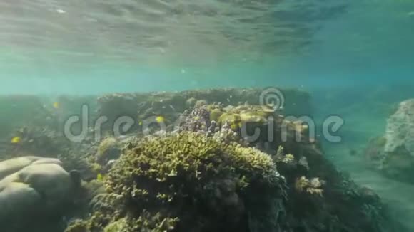 热带鱼在阳光背景下在绿松石海珊瑚礁附近游泳水下景观珊瑚礁和珊瑚礁视频的预览图